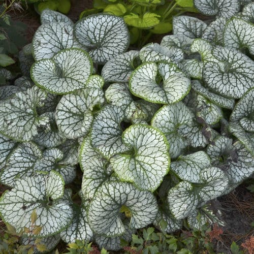 Brunnera Jack Frost #1
