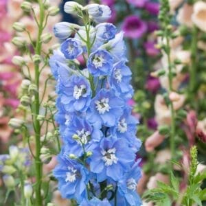 Delphinium Magic Fountain Sky Blue 4.5" Pot