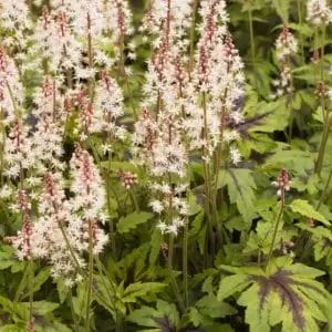 Tiarella 'Sugar & Spice' #1