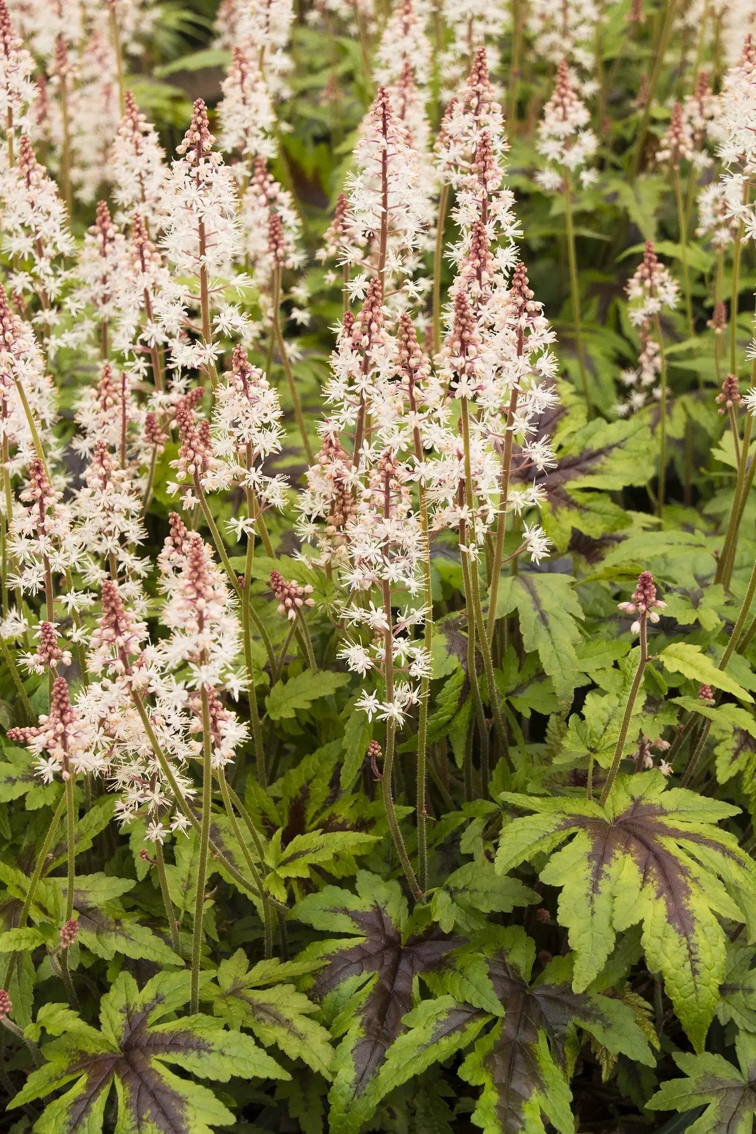 Tiarella 'Sugar & Spice' #1