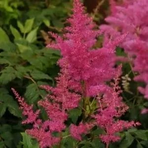 astilbe-younique-lilac-1