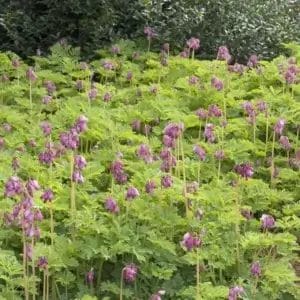 Dicentra 'Bleeding Heart' Luxuriant#1