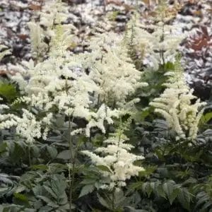 Astilbe Visions in White #1