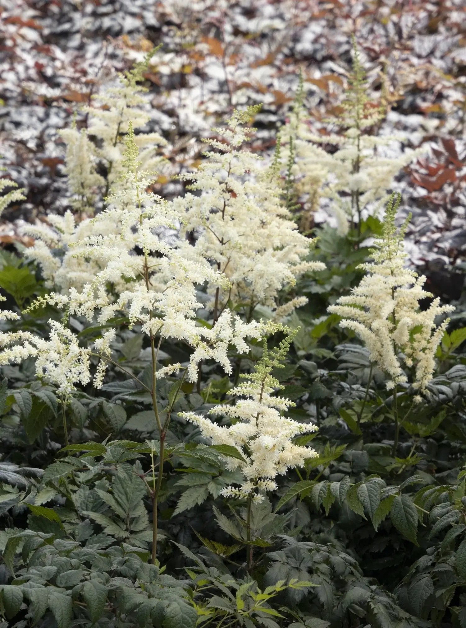 Astilbe Visions in White #1