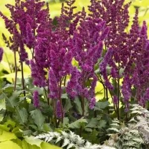 Astilbe Visions in Red #1