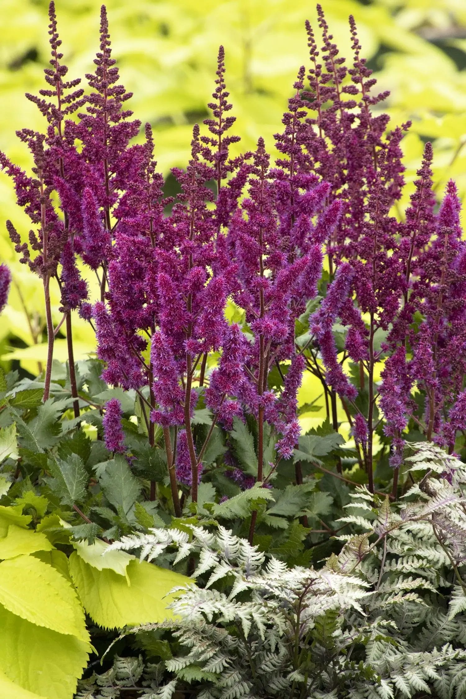 Astilbe Visions in Red #1