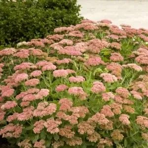 Sedum Autumn Joy#1