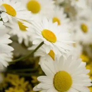 Leucanthemum Snow Cap #1