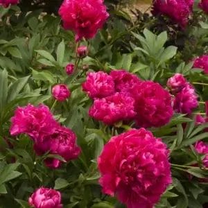 Peony Karl Rosenfield #1