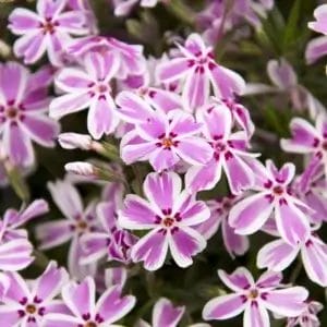Phlox Candy Stripe 4.5" Pot
