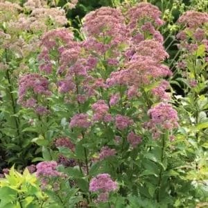 Joe Pye Weed Baby Joe #1 True