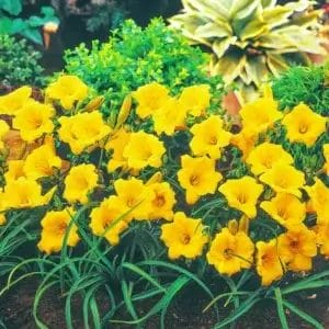 daylily-mini-stella-1-true