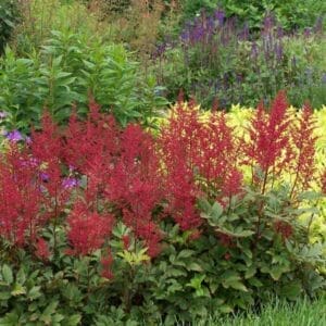 astilbe-red-sentinel-1