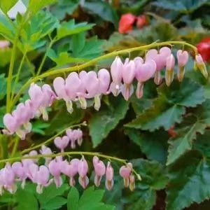 dicentra-passion-hearts-1
