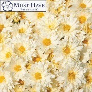 Mum Hardy Igloo Icicle 4"