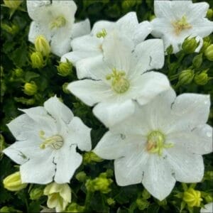 campanula-pearl-white-4