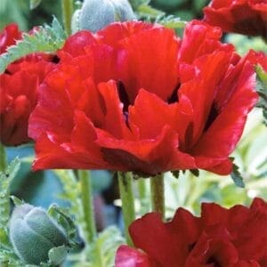 Papaver Crimson Red