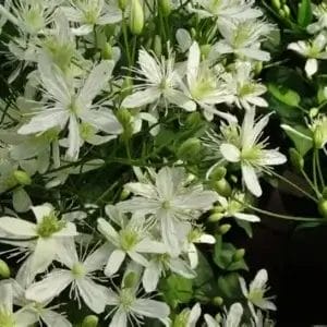 Clematis Sweet Autumn 4.5"