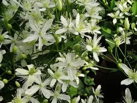 Clematis Sweet Autumn 4.5"