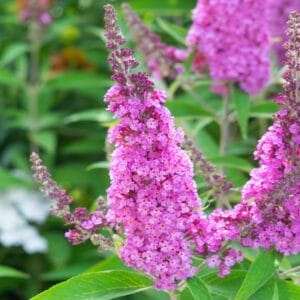 Buddleia Buzz Soft Pink #3