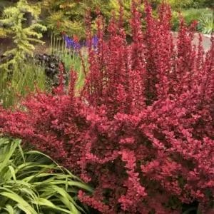 Barberry Orange Rocket #5