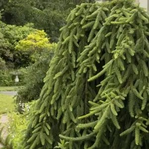 weeping-norway-spruce-6