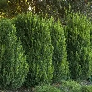 boxwood-green-mountain-5