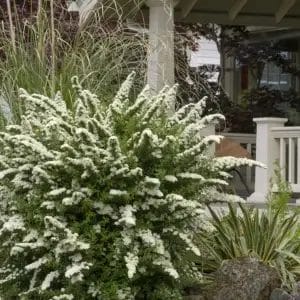 spirea-snowmound-2-true