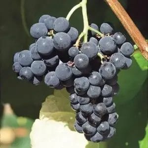 vitis-valiant-grape-5-5-true