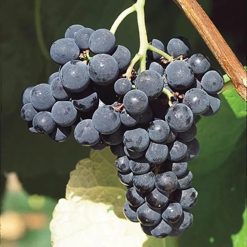 Vitis Valiant Grape 5.5 True