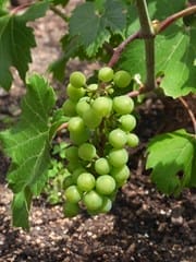 Vitis Itasca Grape 5.5 True