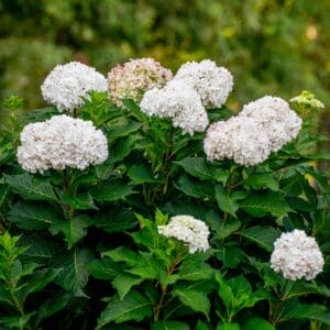 hyd-e-s-dream-cloud-2