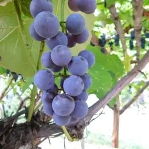 Vitis Grape Bluebell5.5 True