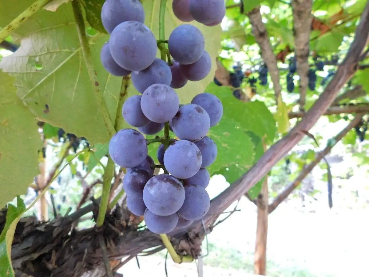 Vitis Grape Bluebell5.5 True