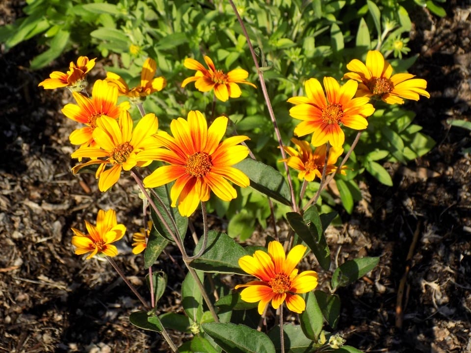 Burning Hearts Y/O #1 True