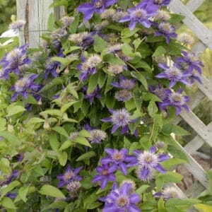 clematis-multi-blue-2-true