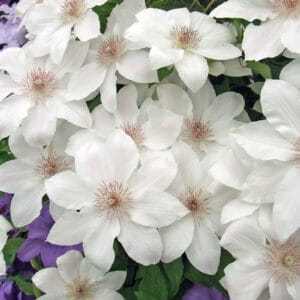 clematis-hyde-hall-2-true