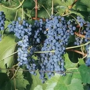 vitis-frontenac-grape-5-5-true