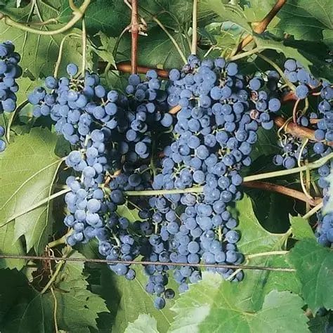 Vitis Frontenac Grape 5.5 True