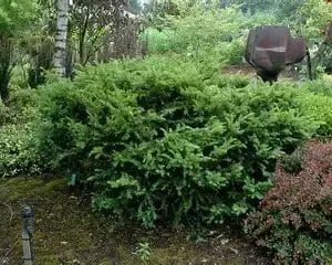 taunton-spreading-yew-5