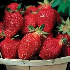 Strawberry Ft. Laramie 5.5True