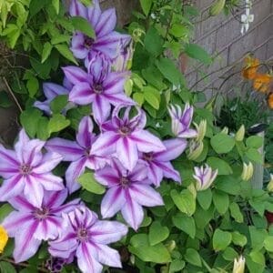 clematis-candy-stripe-2-true