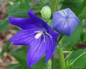 balloonflower-1-true