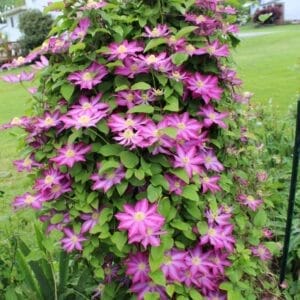 clematis-pink-champagne-2true