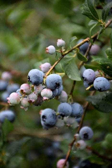 Blueberry Superior 5.5"