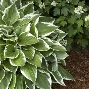 Hosta Francee-Lav #1 True