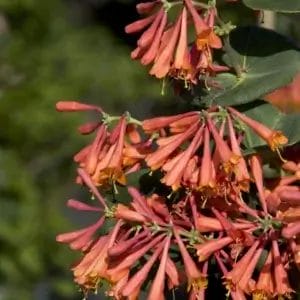 Honeysuckle Dropmore Scarlet #2