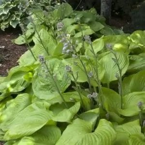 Hosta Sum&Sub #1 True