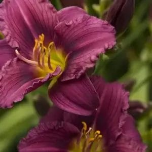 Daylily Little Grapette #1 Tr