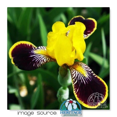 Iris Bumblebee Deelite #1